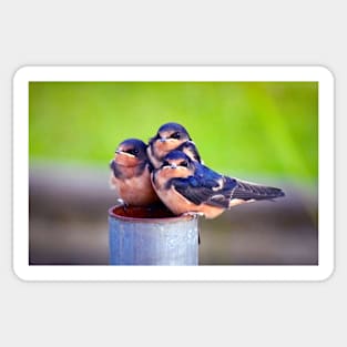 Barn Swallow Baby Trio Sticker